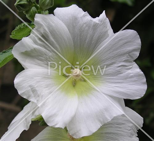 פרח לבן