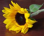 a lying down sunflower on a mahogany background
