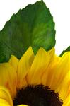 a slice of sunflower with its leaves on a white background