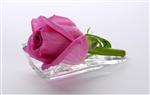 a pink rose reclining on a glass &#39;boat&#39;.