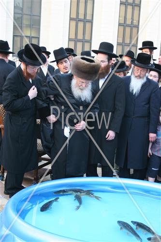 תשליך בסדיגורה
