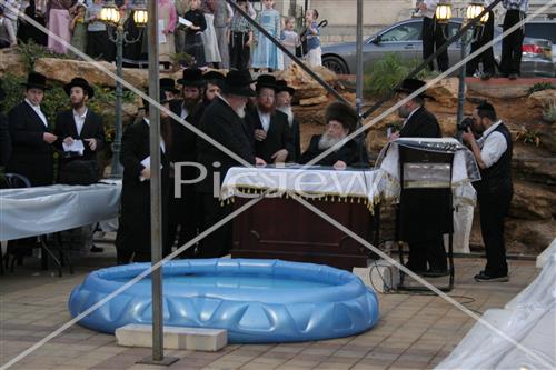 תשליך בסדיגורה