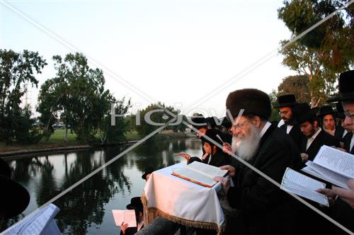 תשליך בסדיגורה