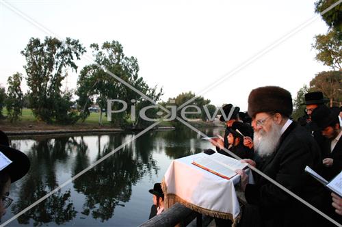 תשליך בסדיגורה