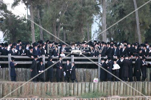 תשליך בסדיגורה