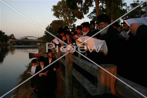 תשליך בסדיגורה