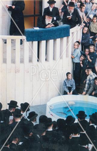 תשליך בויז'ניץ