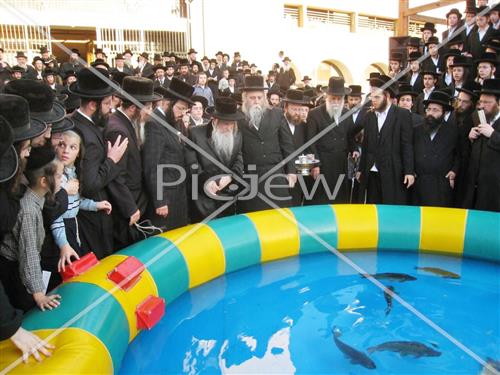 תשליך בנדבורנה