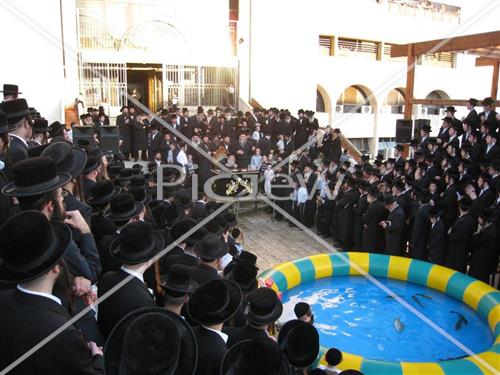 תשליך בנדבורנה