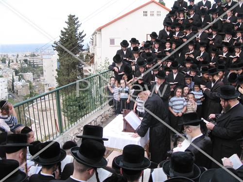 תשליך בסערט ויז'ניץ