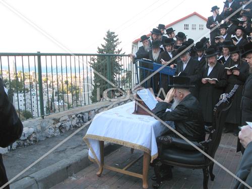 תשליך בסערט ויז'ניץ