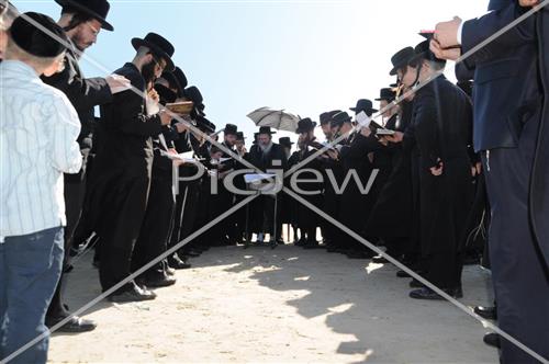 תשליך בפרמישלאן
