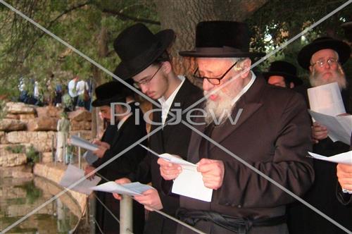 תשליך קופיטשניץ