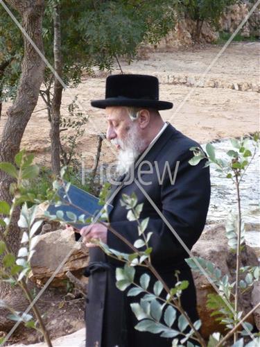 תשליך קופיטשניץ