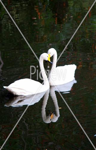 Duck, duck, couples, animals, nature, water, Sophia Garden,