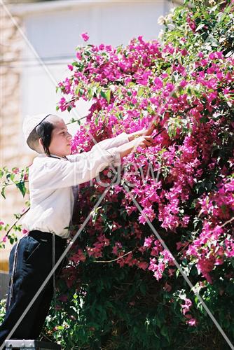 shavuos