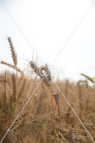 ישראל