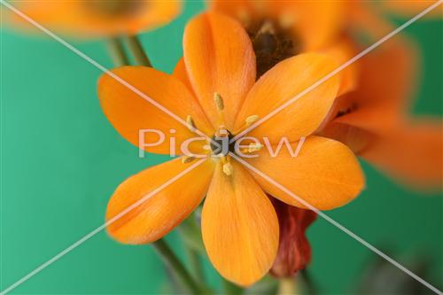 orange flower