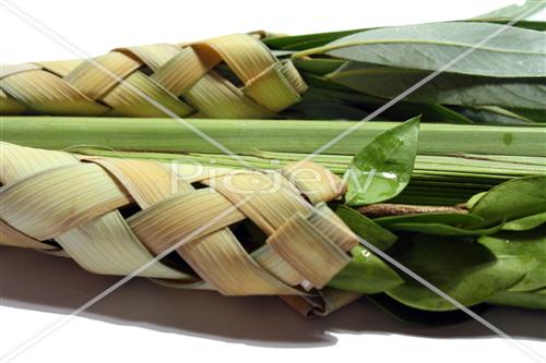 Sukkot Lulav and Etrog