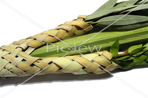 Sukkot Lulav and Etrog