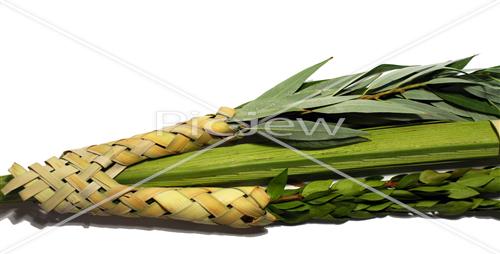 Sukkot Lulav and Etrog