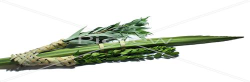 Sukkot Lulav and Etrog