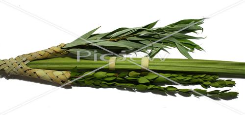 Sukkot Lulav and Etrog