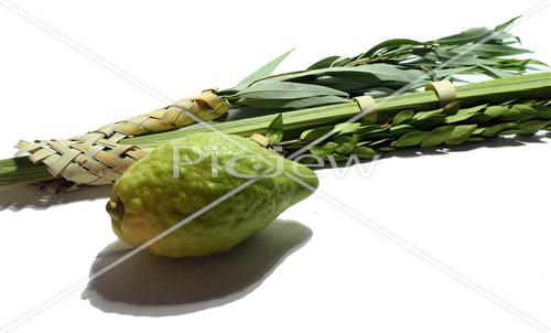 Sukkot Lulav and Etrog