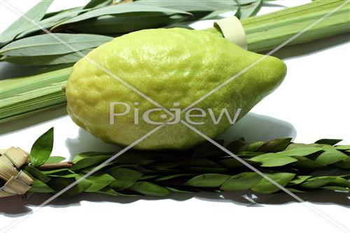 Sukkot Lulav and Etrog