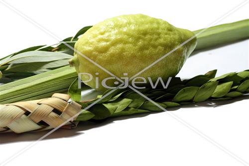 Sukkot Lulav and Etrog