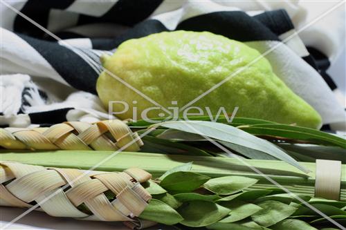 Sukkot Lulav and Etrog