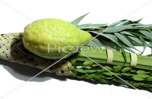 Sukkot Lulav and Etrog