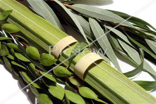 Sukkot Lulav and Etrog