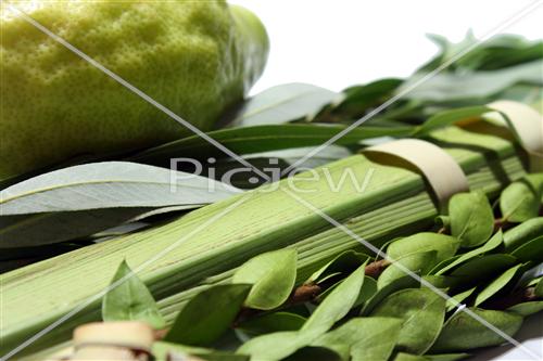 Sukkot Lulav and Etrog