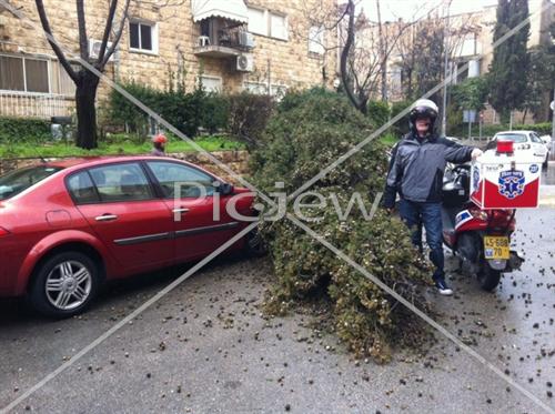 ירושלים: עץ נפל על 2 רכבים ליד בית ראש הממשלה - תיעוד