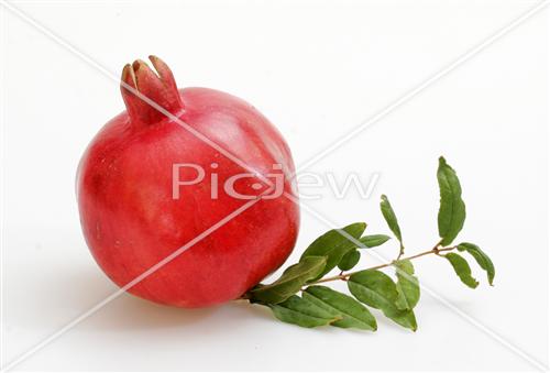 Pomegranate