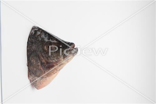 fish head