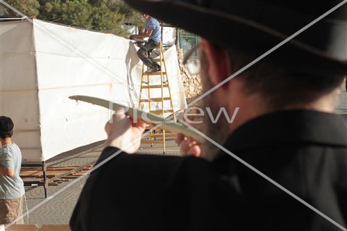 בדיקת לולב לסוכות