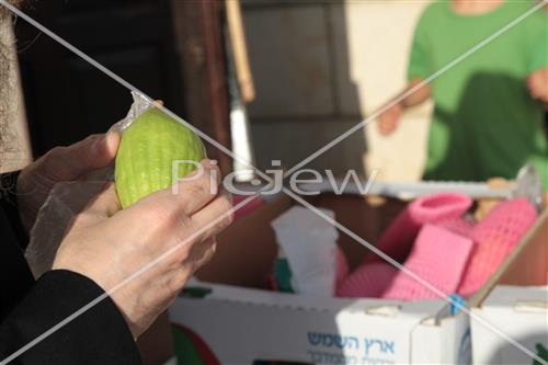 Checking etrog