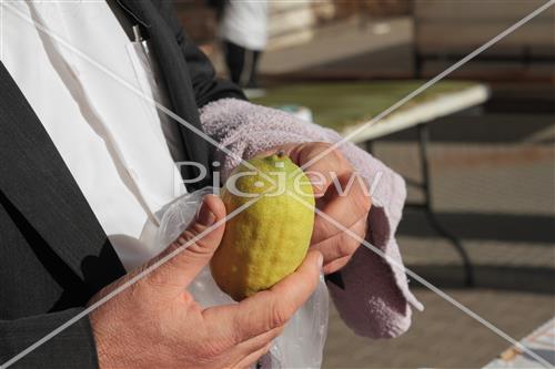 Checking etrog