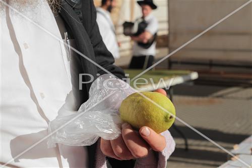 Checking etrog