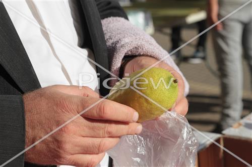 Checking etrog