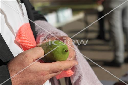 בדיקת אתרוג לסוכות