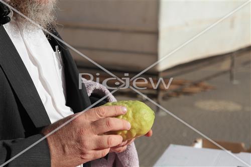 Checking etrog