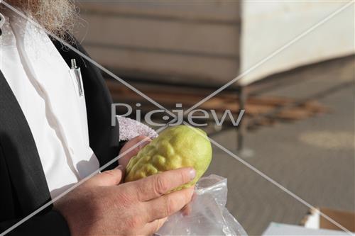 Checking etrog