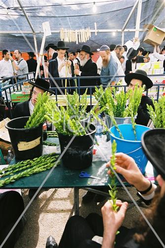 שוק ארבעת המינים