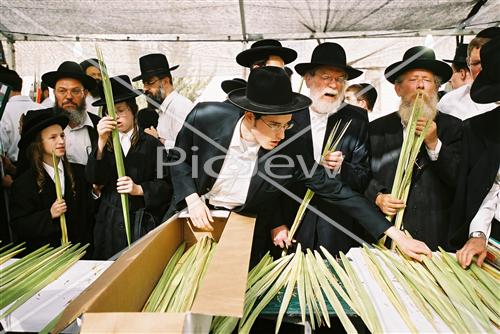 שוק ארבעת המינים