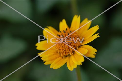 yellow flower