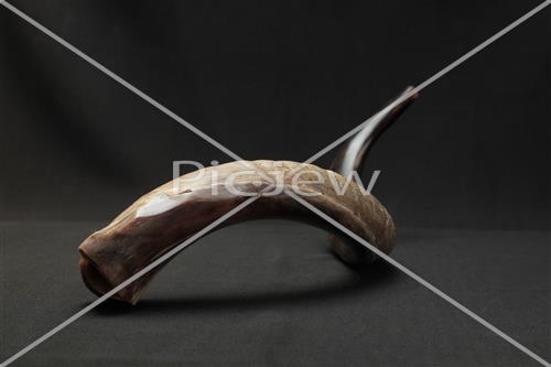 shofar