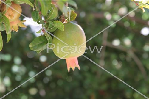 Pomegranate